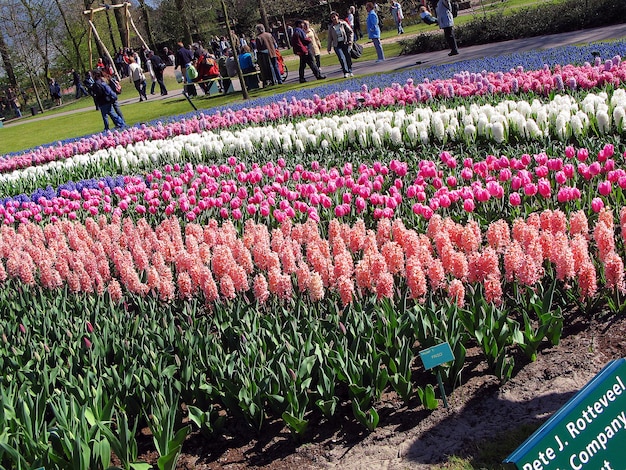 Many red, yellow, white, blue colorful flowers (tulip, daffodil, hyacinth) in a beautiful flower bed