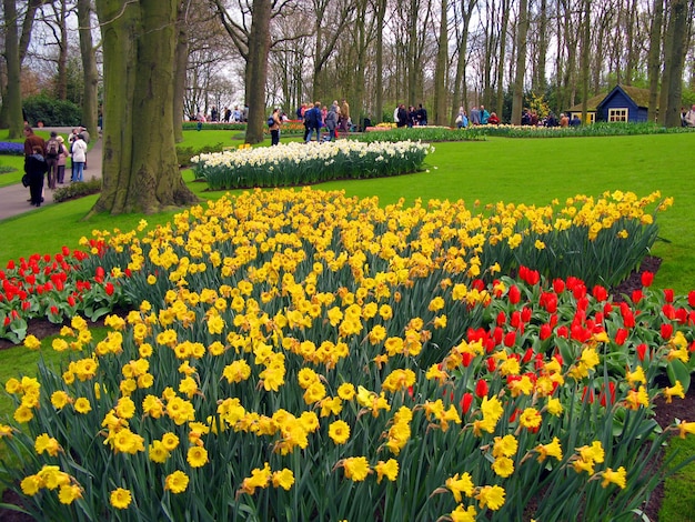 Many red, yellow, white, pink colorful flowers, tulip, daffodil, in beautiful flower bed Keukenhof