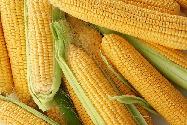 Many ripe corn cobs closeup