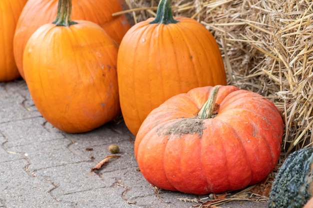 Many ripe halloween pumpkins as delicious vegetable in fall and thanksgiving season is orange fruit