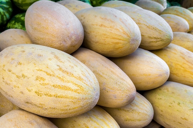 Many ripe large melons are sold on the agricultural market A fresh crop of melons