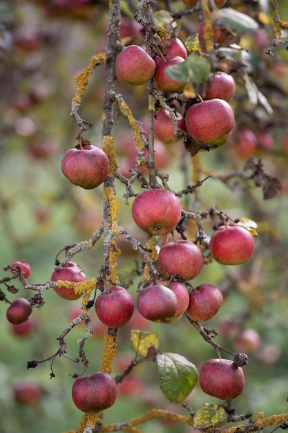 Many ripe red apples on a tree branch