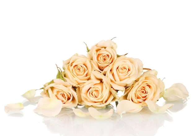 Many roses on white background