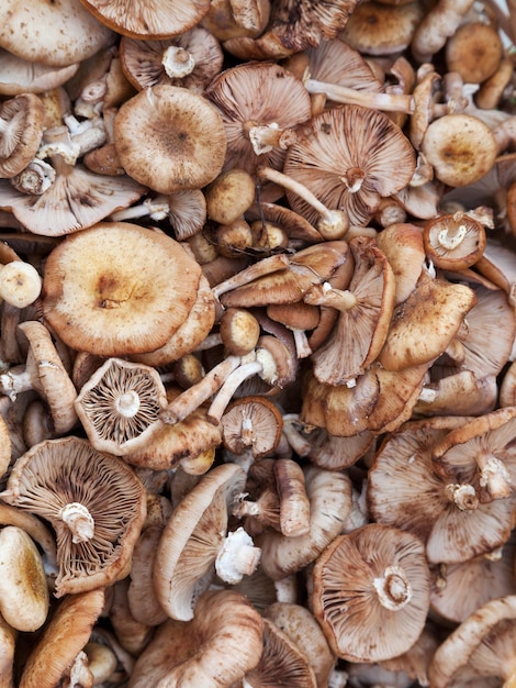 Many Scotch bonnet mushroom