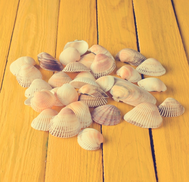 Many sea shells on a yellow wooden table