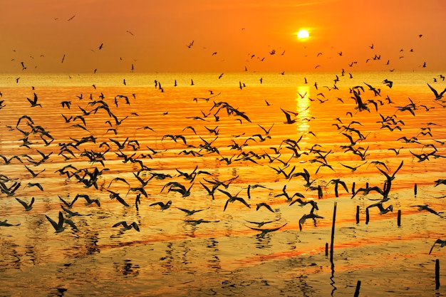 many seagull flying over sea at sunset time