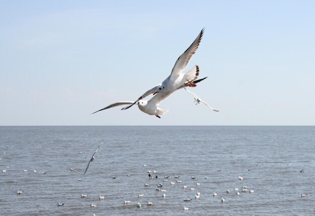 many seagull flying in sky