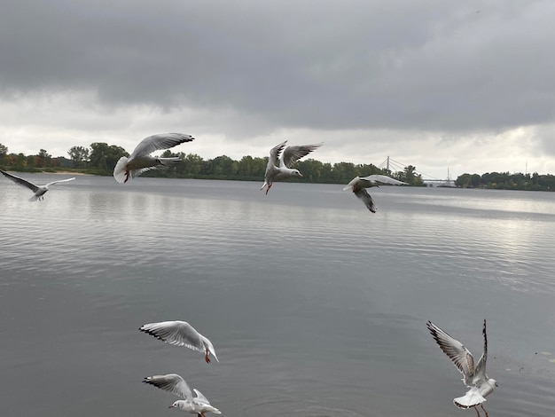 写真 川秋の曇りの風景に多くのカモメ