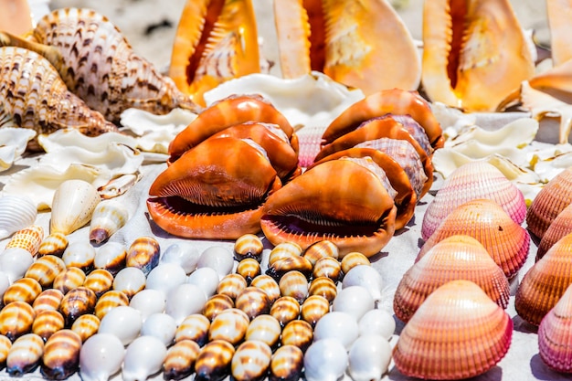 Many seashells for sale at the beach at Zanzibar Tanzania