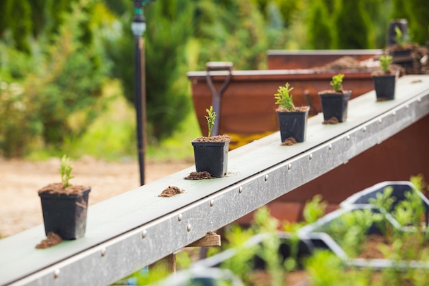 Many seedlings are waiting to be planted outdoors