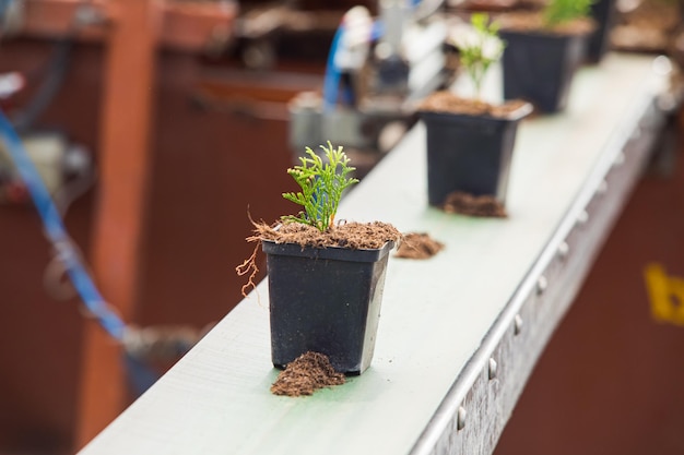 多くの苗木が屋外で植えられるのを待っています