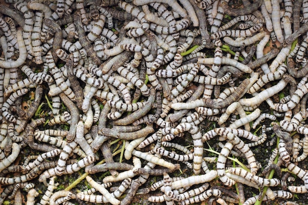 Photo many silkworms texture eating mulberry leaves