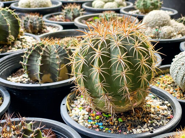 Photo many small cactus in pot for sale