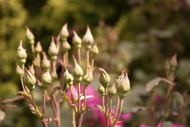 枝に閉じた小さなバラの芽が多く,クローズアップ ぼんやりした背景