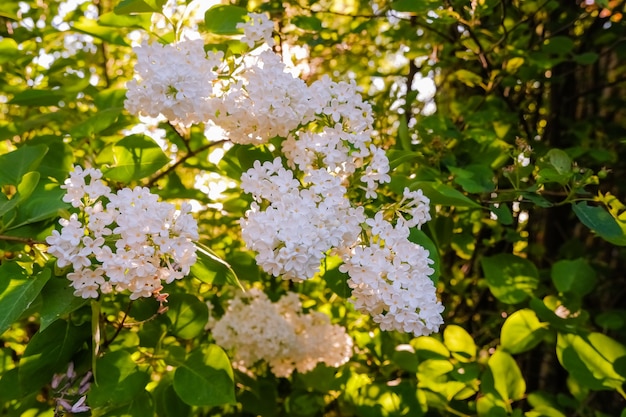 夏のライラックの小さな花がたくさん、日当たりの良い春の庭に満開の茂み