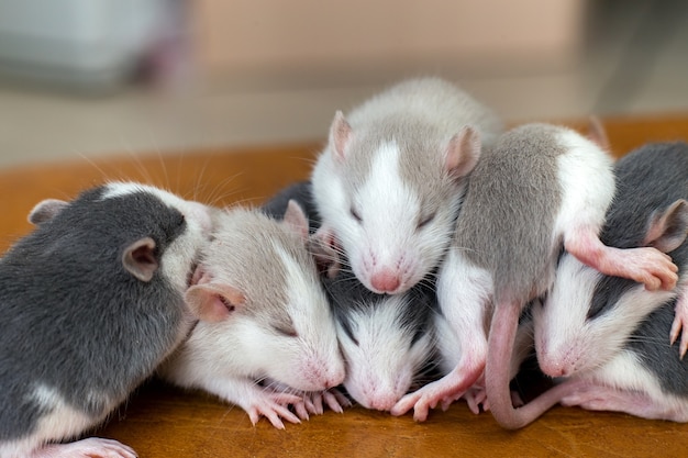 Many small funny baby rats warming together one on top of another.