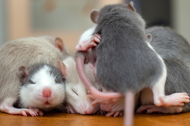 Many small funny baby rats warming together one on top of another.