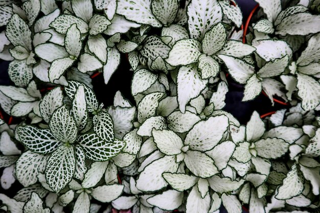 Photo many small green and white leaf texture background.