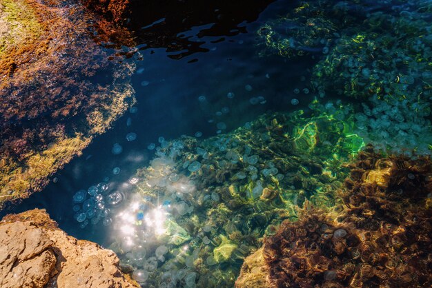 Многие маленькие медузы на поверхности моря