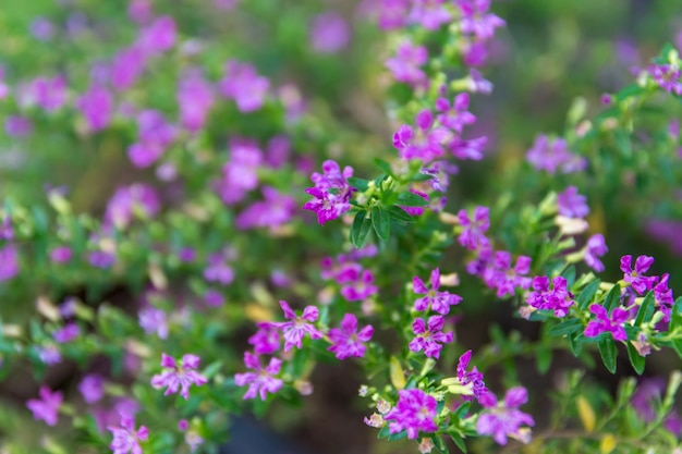 写真 庭には小さな紫色の花がたくさんあります。