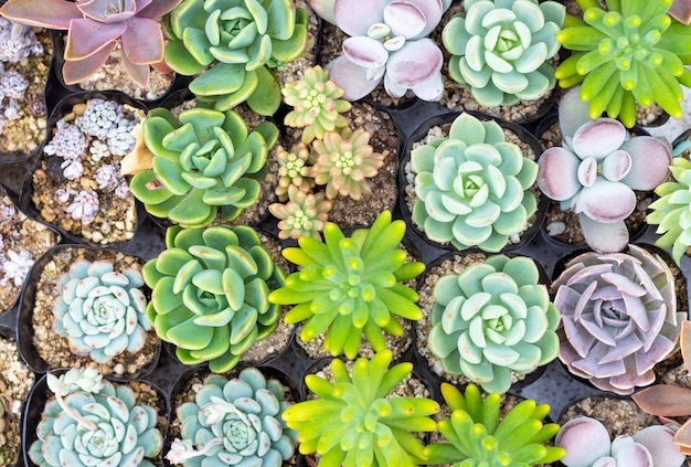 Many small succulents in a pots close up top view.