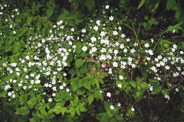 Molti piccoli fiori bianchi su uno sfondo di verde, graziosa gypsophila fiorisce fiori bianchi, primo piano con uno sfondo sfocato. piante estive. sfondo naturale per il design o come trama.