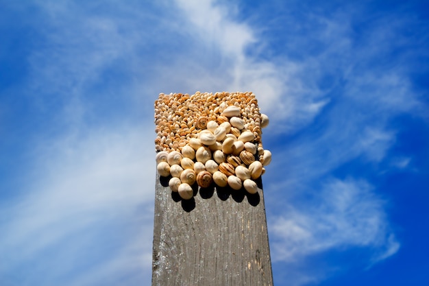 Photo many snails on the top of a black wood