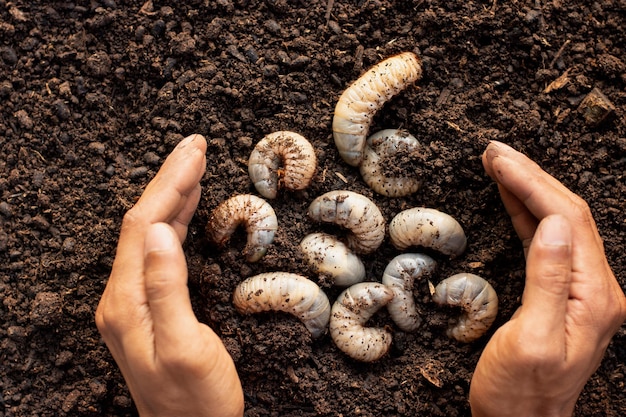 Many stag beetle larvae are being cultivated in fertile soil