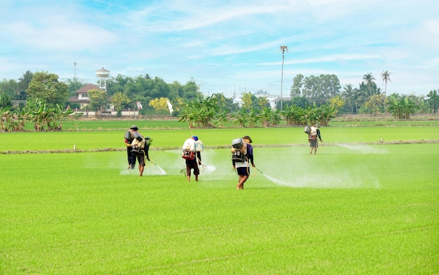 Photo many thai farmer spray herbicides farmers spray insecticides on paddy field