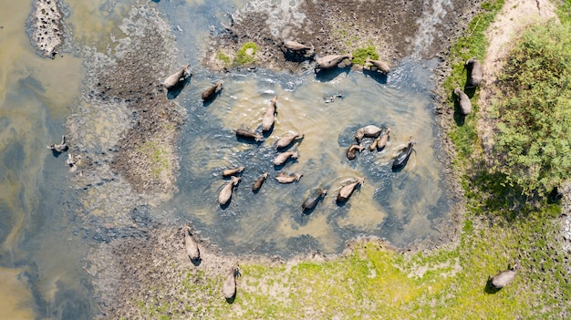 Molti dei bufali tailandesi che giocano acqua nel lago