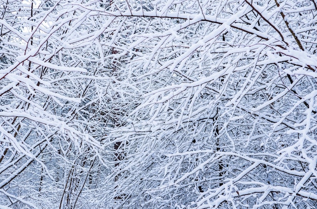 Many thin twigs covered with fluffy white snow. Beautiful winter snowy forest