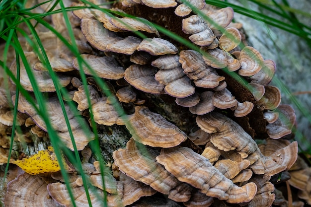 Many tinder mushrooms have grown to a tree in the forest.