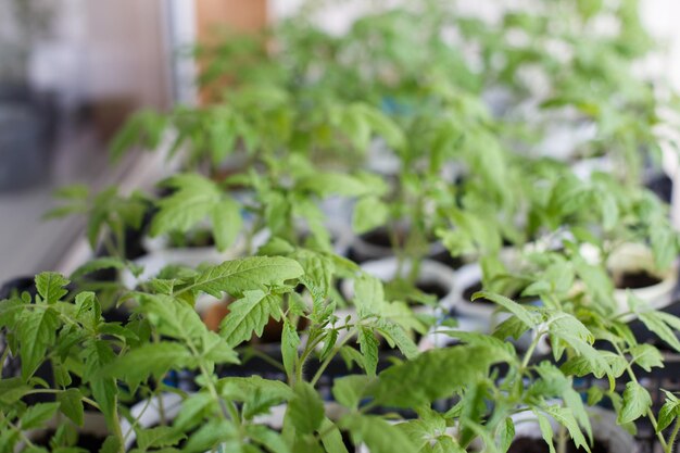 Many tomato seedlings growing on on the balcony of the house