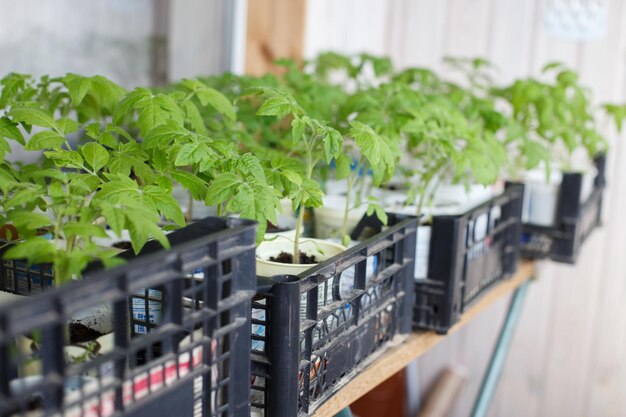 Many tomato seedlings growing on on the balcony of the house