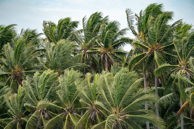 ココナッツの木の葉の多くは風で吹いています。