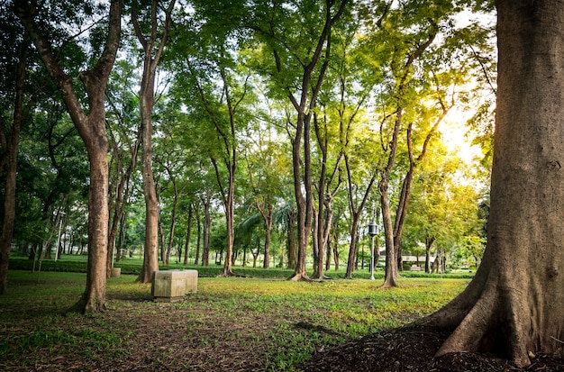 Many Tree in A Natural Public Park