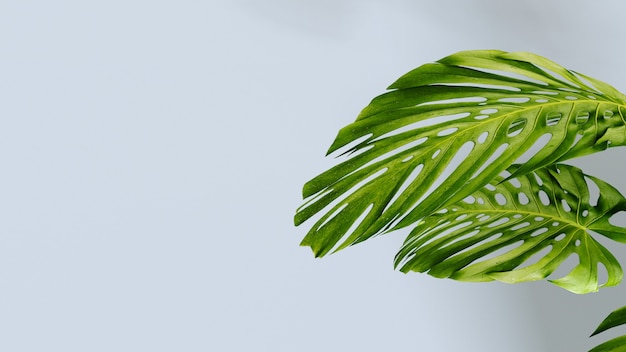 많은 열대 Monstera 잎