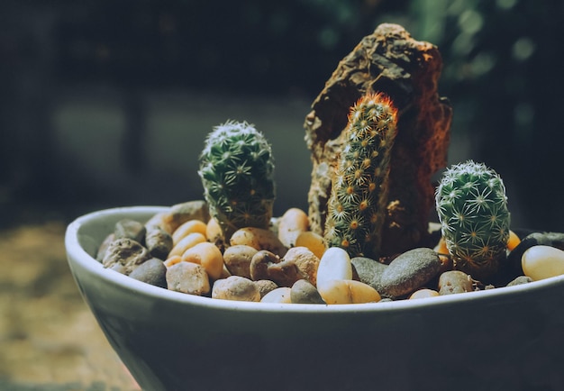 Molti tipi di cactus in vaso bianco