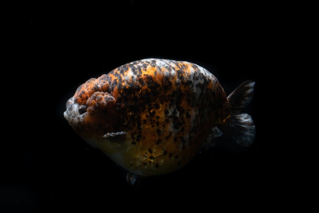 Many type of goldfish Ranchu. Very cute and beautiful of natural art.