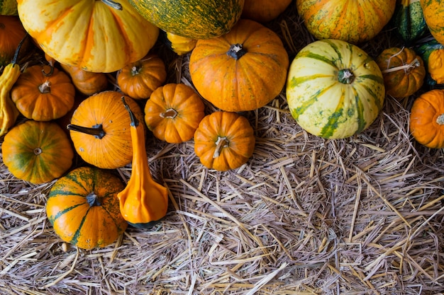 Many type of ripe orange pumpkin on hay.