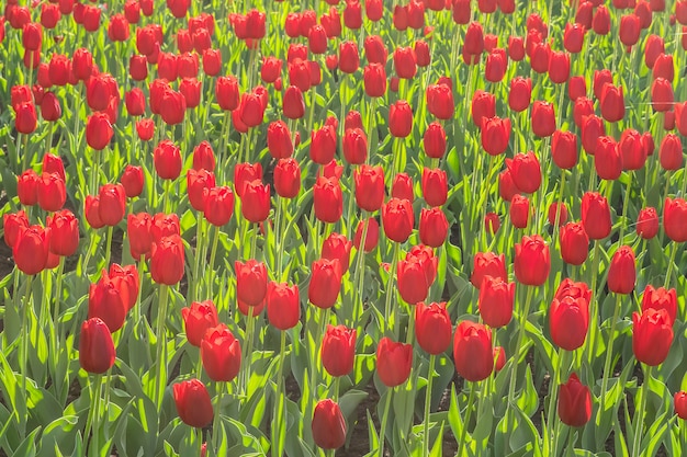 Many varietal Red tulips in city park