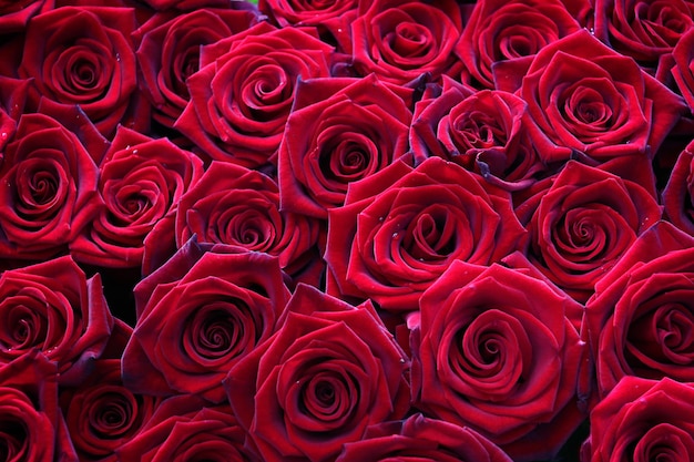 Many velvet red roses close upBeautiful bouquetFloral background for design or text