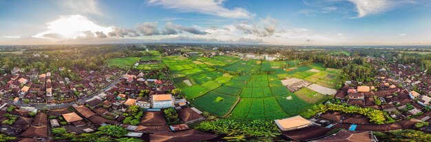 Many villas with brownorange shingle roofs between tropical
trees on the sky background in ubud on bali sun is shining onto
them aerial horizontal photo