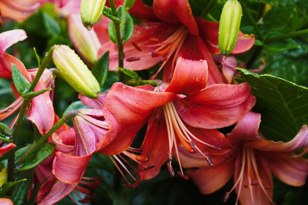 の庭にあるユリやユリの鮮やかな花がたくさん