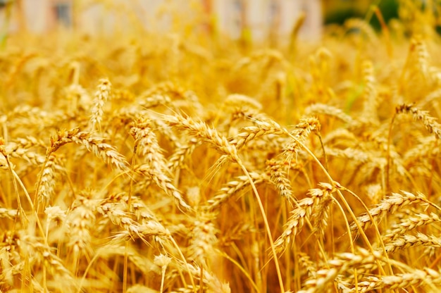 Many wheat ears