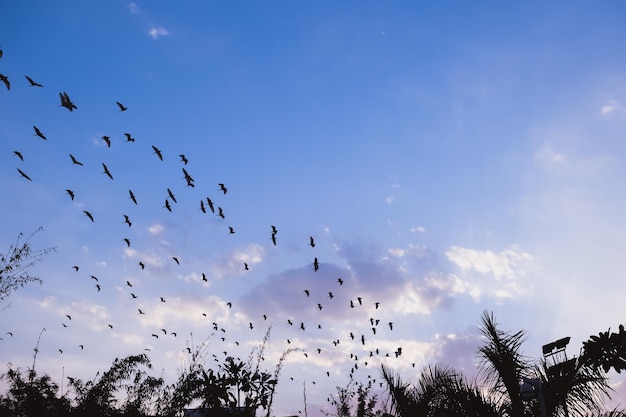 Many white birds flying in the sky on sunset