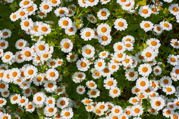 Many white chamomile flowers on a green meadow Beautiful flower backdrop top view