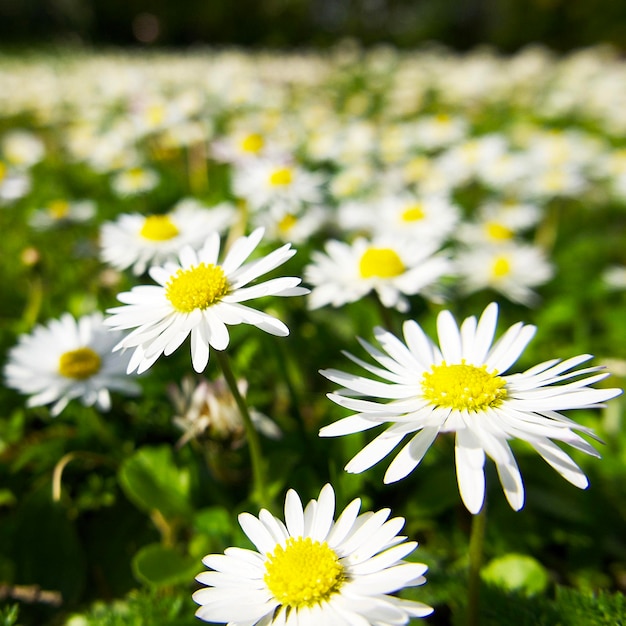 many white daises on a green meadow