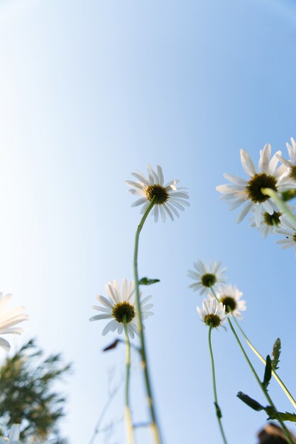 Many white daisies in the garden against the sky