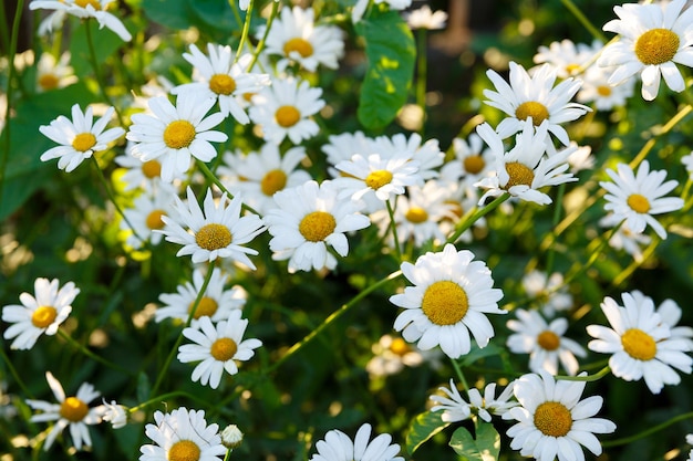 Many white daisies in the garden on a background of grass